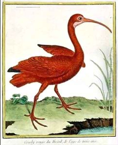 Histoire Naturelle des Oiseaux - Le Courly Rouge by Georges de Buffon