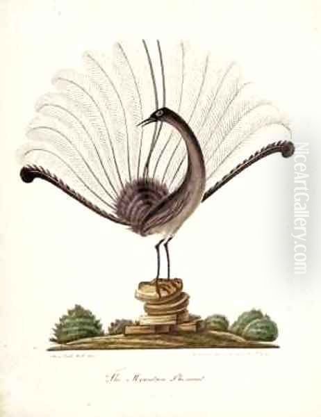 The mountain pheasant (lyrebird) - view 1