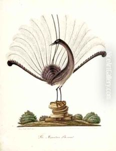 The mountain pheasant (lyrebird) by Richard Browne