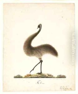 The Emu by Richard Browne