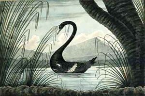 The Black Swan by T.R. Browne