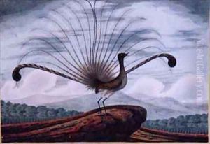 Lyrebird mamura superba by T.R. Browne