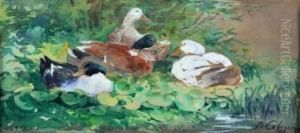 Les Canards. by Joseph Cabasson