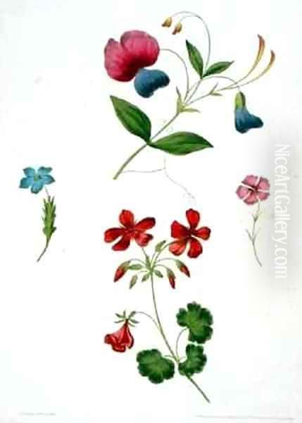 An illustration from 'A New Treatise on Flower Painting - view 1