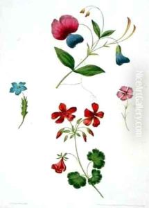 An illustration from 'A New Treatise on Flower Painting An illustration from 'A New Treatise on Flower Painting