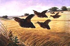 A Prime, Plump Covey by Harry Bright