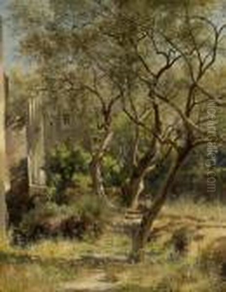 Olive Trees - view 1