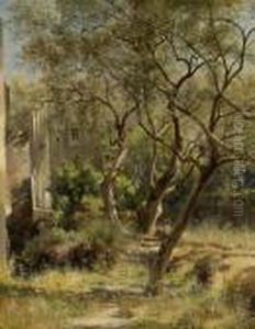 Olive Trees