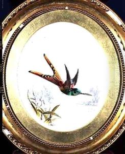 Sappho Cornel, hummingbird by Harry Bright
