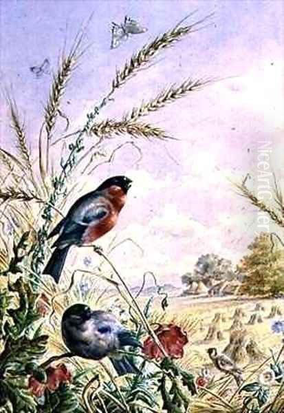 Bullfinches in a harvest field - view 1