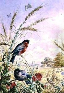 Bullfinches in a harvest field by Harry Bright