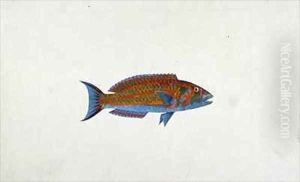 A Fish, El Hudderi Imbo by James (Abyssinian Bruce) Bruce