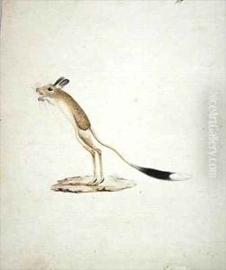 Jerboa No. 4 by James (Abyssinian Bruce) Bruce