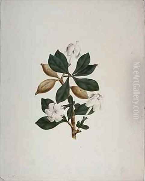 Aquariti (leaves, flowers and fruit) - view 1