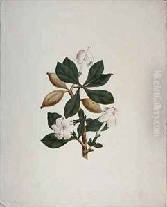 Aquariti (leaves, flowers and fruit) by James (Abyssinian Bruce) Bruce