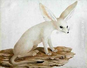 Fennec No. 3 Original of illustration in Travels through Abyssinia Fennec No. 3 Original of illustration in Travels through Abyssinia