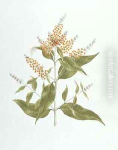 Umtar (Buddleia polystachya) by James (Abyssinian Bruce) Bruce