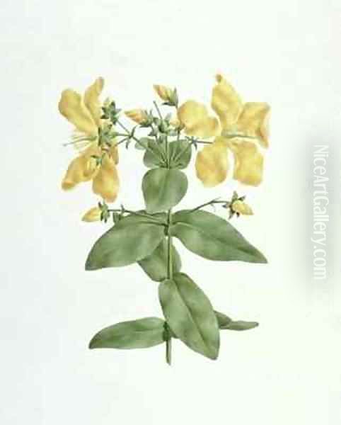 Feel-Fetch (Hypericum quartinianum) - view 1