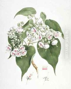 Walkuffa No.5 Dombeya torrida