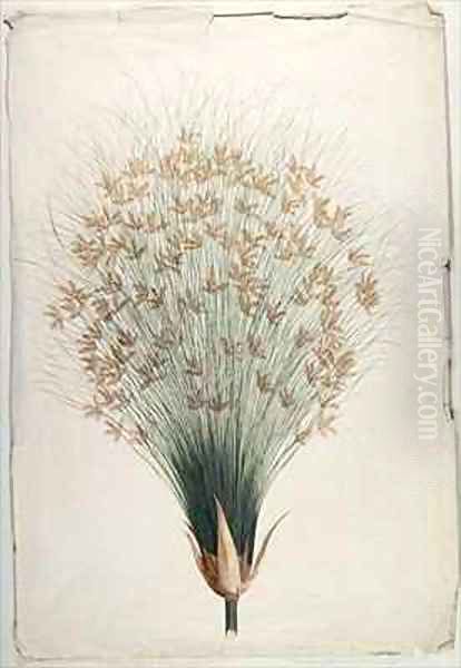 Papyrus - view 1