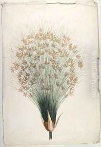 Papyrus Papyrus