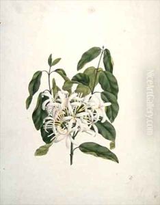 Taberne Montana (Leaves and Flowers) by James (Abyssinian Bruce) Bruce