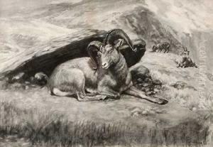 Mufflons Auf Plateau by Edmund Caldwell