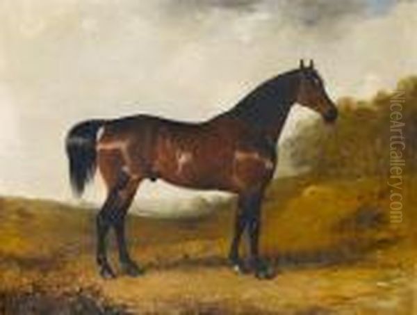 A Chestnut Hunter Standing In An Open Wooded Landscape - view 1