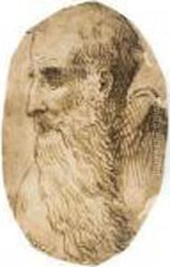 Study Of A Bearded Old Man, Turned In Profile To The Left by Domenico Campagnola