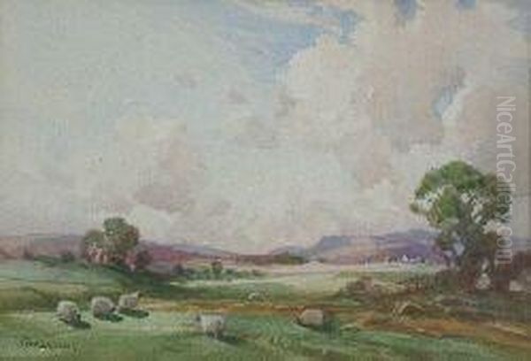 Sheep Grazing In Pasture - view 1