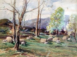 Sheep Grazing