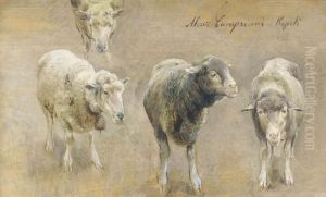 Sheep Studies by Alceste Campriani