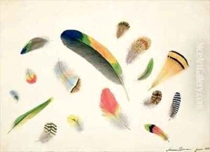 Studies of Feathers by Anne Bowen