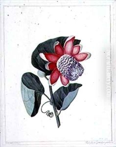 Flower Studies by Peter Brown