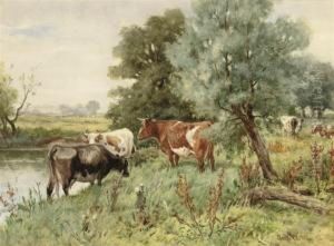 Cows Grazing By A River Bank Cows Grazing By A River Bank