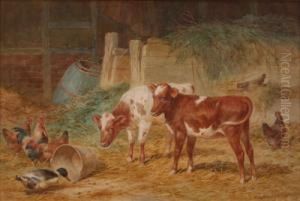 View Of A Farmyard With Two 
Calves Standing Beside Hens And A Duck Feeding From An Upturned Bucket