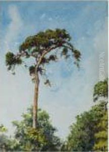 The Tall Tree The Tall Tree