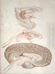 Cross-section of the Brain by Alexandre Briceau