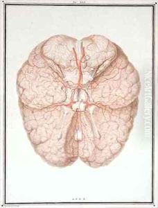 The Brain, from 'Traite d'Anatomie de Cerveau' by Alexandre Briceau