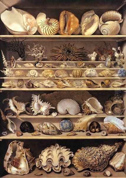 Selection of Shells Arranged on Shelves - view 1