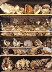 Selection of Shells Arranged on Shelves
