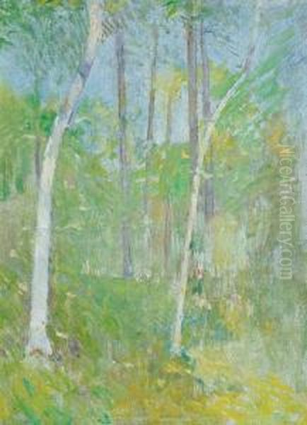 Trees In Forest - view 1
