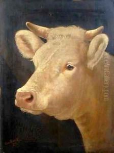 Head of a Cow