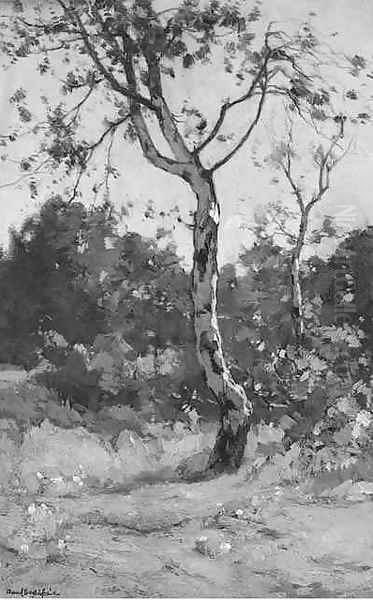 A birch - view 1