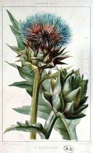 Artichoke, botanical plate