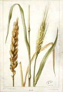 Wheat