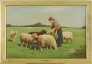 Woman Feeding A Flock Of Sheep In A Pasture Woman Feeding A Flock Of Sheep In A Pasture