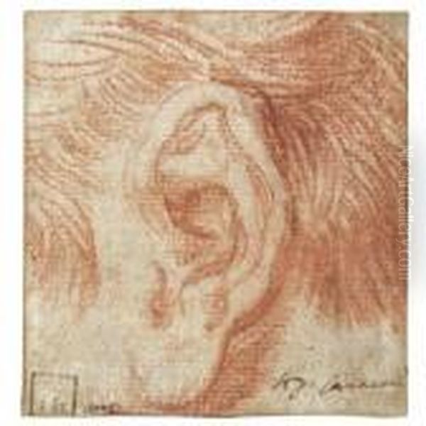 Study Of An Ear - view 1