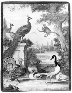 Peacocks, a Parrot, a Goose, a Turkey, Ducks and another Bird in a palatial Garden Peacocks, a Parrot, a Goose, a Turkey, Ducks and another Bird in a palatial Garden