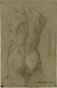 The Torso Of A Male Nude, Seen From Behind